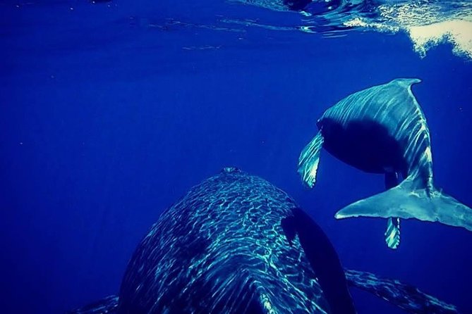 Whale Watch Excursion from the Big Island - Following humpbacks along the Kona Coast