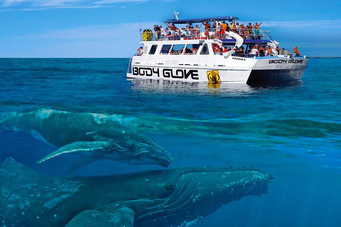 Whale Watch Excursion from the Big Island - What the 2.5-hour cruise feels like