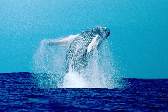 Whale Watch Excursion from the Big Island - The hydrophone adds more than background sound