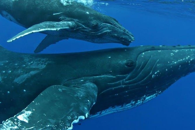 Whale Watch Excursion from the Big Island - Who will enjoy this excursion most?