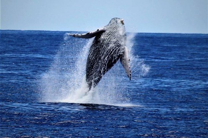 Whale Watch Excursion from the Big Island - Boarding at Kailua Pier at 1:00 pm