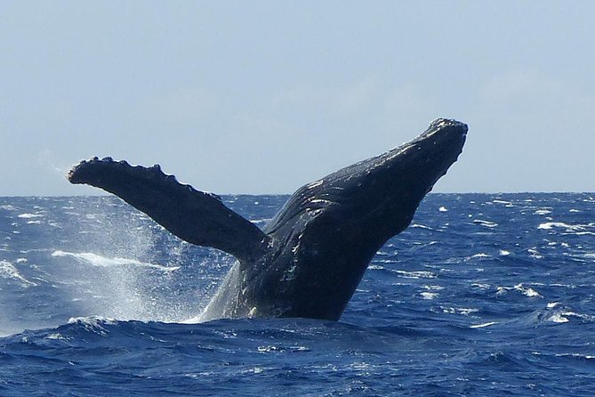 Whale Watching from Ma'alaea Harbor - Starting at Ma’alaea Harbor