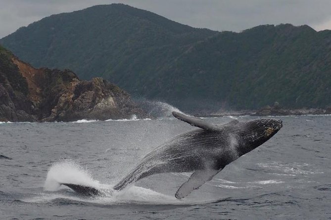 Whale Watching from Ma'alaea Harbor - Boat size, views, and rough water