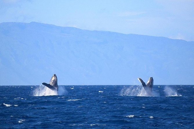 Whale Watching from Ma'alaea Harbor - The Maui Ocean Center and harbor add-ons