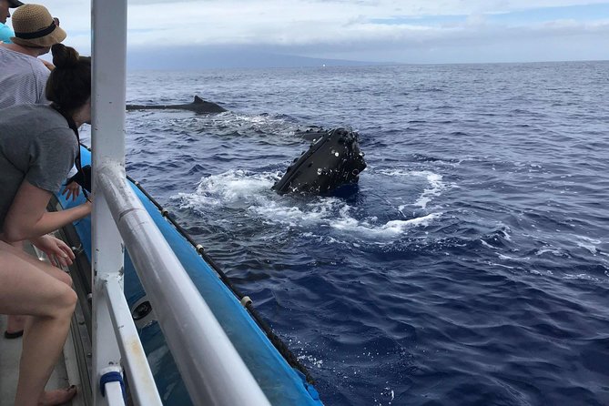 Whale Watching from Ma'alaea Harbor - Booking, weather, and cancellation details