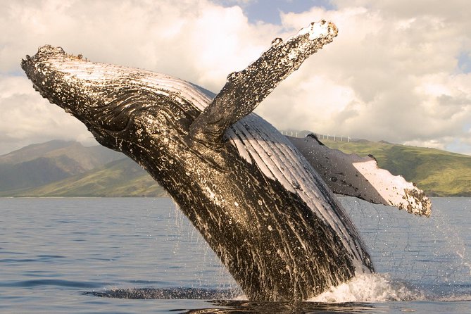Whale Watching from Ma'alaea Harbor - What the marine naturalists add