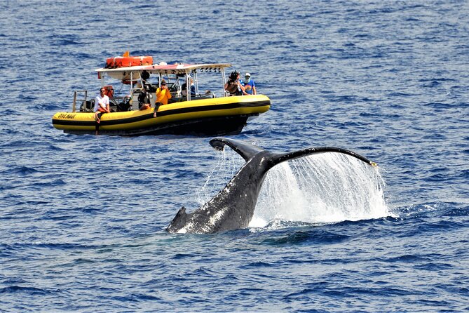 Whale Watching Maui: 2-Hour Small Group Raft Tour from Lahaina - Key points to know before you book
