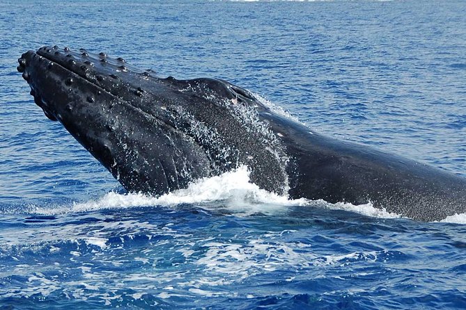 Whale Watching On The Big Island - Spinner dolphins and other marine life