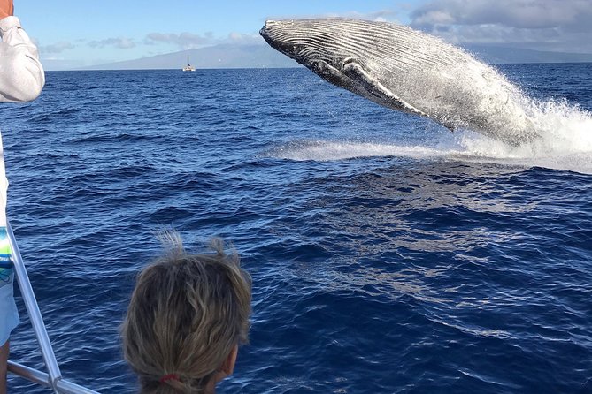 WHALES GUARANTEED Maui Whale Watching Makai Adventures - Why this boat works well for Maui whale watching