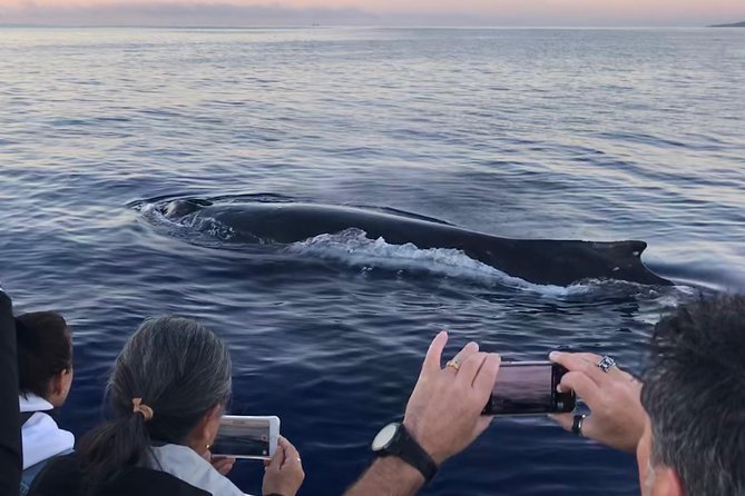 WHALES GUARANTEED Maui Whale Watching Makai Adventures - Two hours and 15 minutes on the water