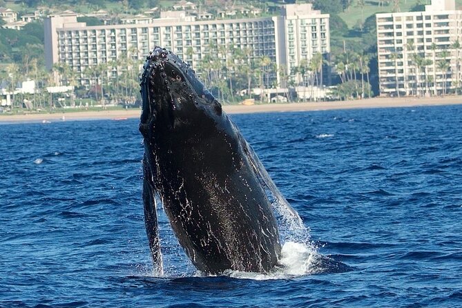 WHALES GUARANTEED Maui Whale Watching Makai Adventures - Comfort, shade, and the motion of the sea