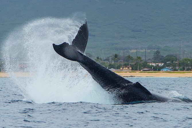 Wild Dolphin Watching and Snorkel Safari Off West Coast of Oahu - Leaving Waianae Harbor for the open coast