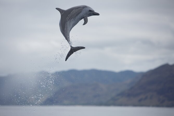 Wild Dolphin Watching and Snorkel Safari Off West Coast of Oahu - Snorkeling with turtles, reef fish, and stingrays