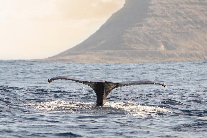 Wild Dolphin Watching and Snorkel Safari Off West Coast of Oahu - What the small boat and group size really mean