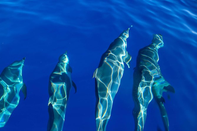 Wild Dolphin Watching and Snorkel Safari Off West Coast of Oahu - Lunch, drinks, and the value of $193.88