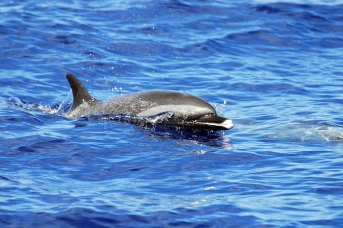 Wild Dolphin Watching and Snorkel Safari Off West Coast of Oahu - The early pickup is worth planning around