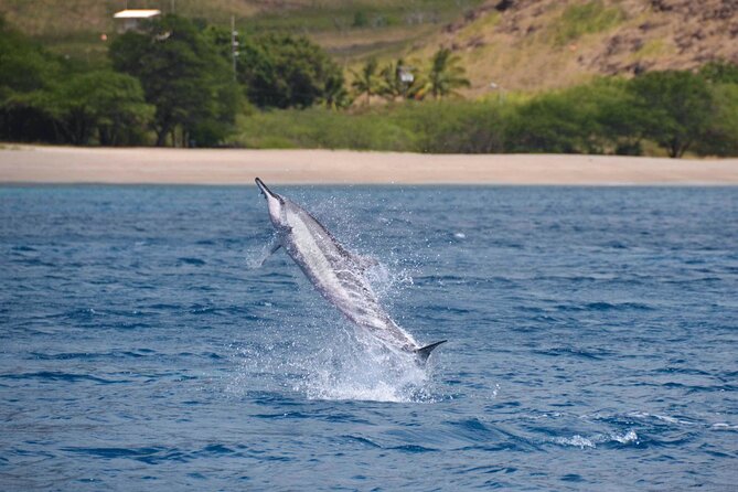Wild Dolphin Watching and Snorkel Safari Off West Coast of Oahu - Who will enjoy this Oahu boat tour most