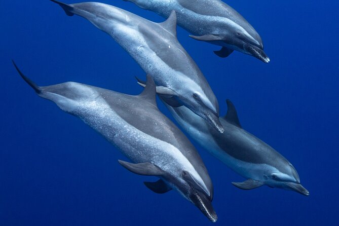 Wild Dolphin Watching and Snorkel Safari Off West Coast of Oahu - Searching for spinner dolphins along the Waianae Coast