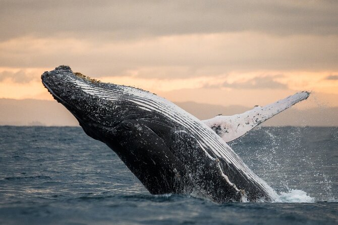 Winter Whale Watching Adventure in Kauai - Key points to know before you go