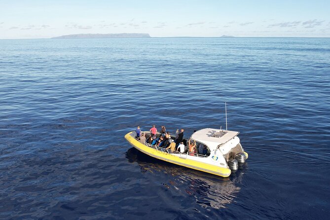 Winter Whale Watching Adventure in Kauai - Searching for humpback whales in winter