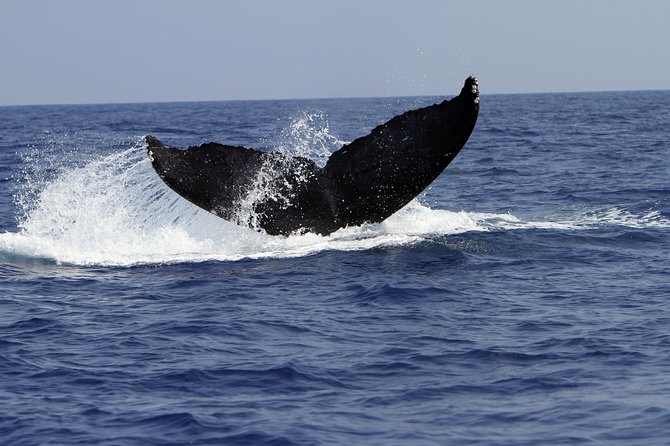 Zodiac Raft Whale Watching Adventure - A fast start from the Kona coast
