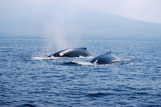 Zodiac Raft Whale Watching Adventure - Spinner dolphins, turtles, rays, and other marine life