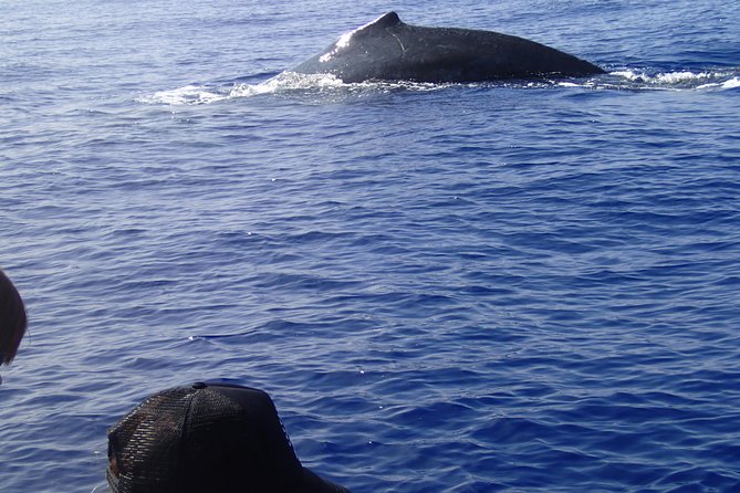 Zodiac Raft Whale Watching Adventure - Lava tubes and sea caves along the route