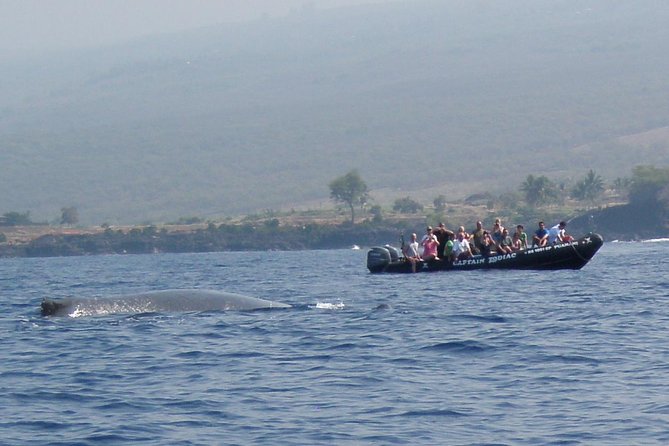Zodiac Raft Whale Watching Adventure - What is included, and what the $113.82 price buys
