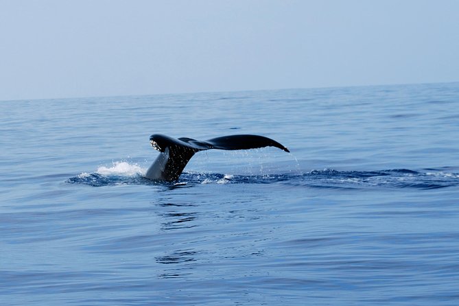 Zodiac Raft Whale Watching Adventure - Reading the cobalt horizon for humpbacks